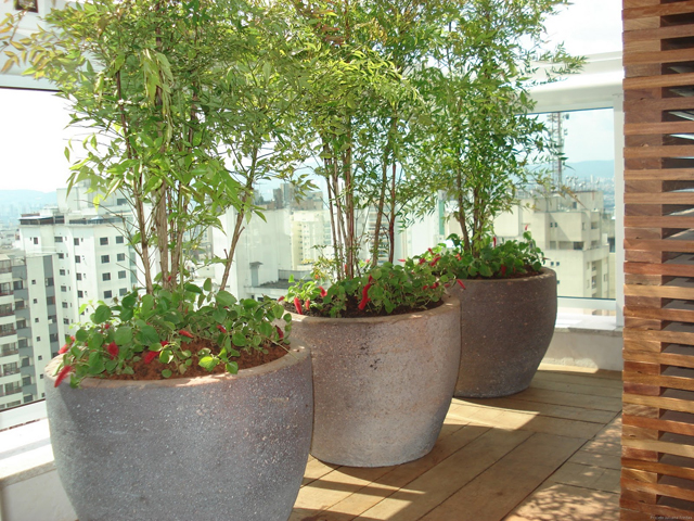 Plantas para interiores Deixe seu apartamento mais verde