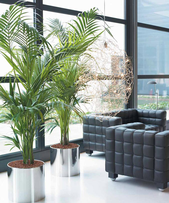 Plantas para interiores Deixe seu apartamento mais verde