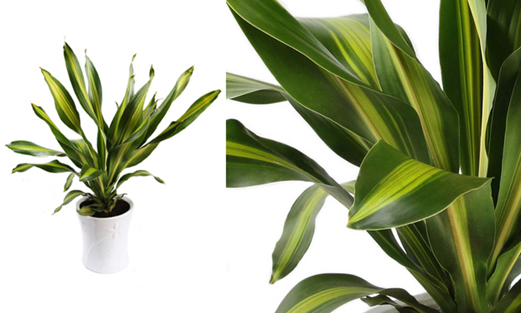 Plantas para ambientes fechados Plantas para ambientes fechados