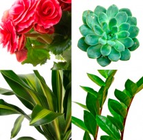 Variedades Plantas para ambientes fechados | Cozinhas Itatiaia