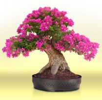 Utilidades Cuidados com um bonsai | Cozinhas Itatiaia